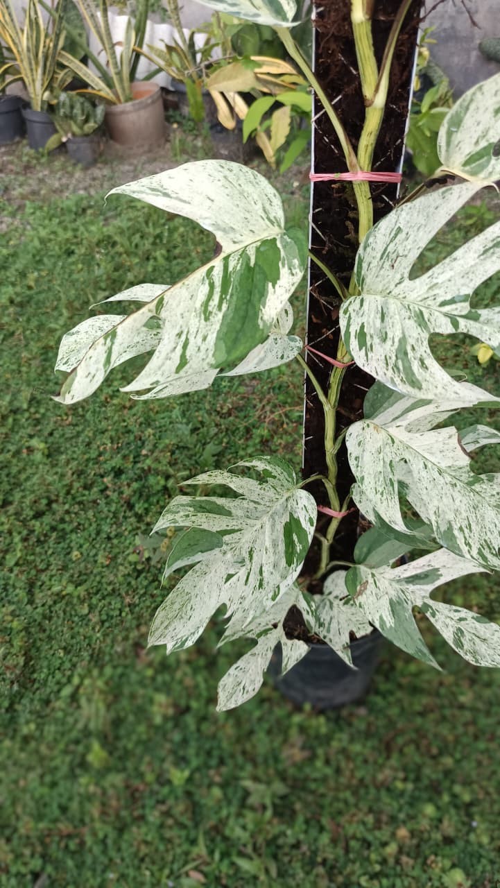 Real Picture Epipremnum Pinnatum Marble Thai Variegated Big Size