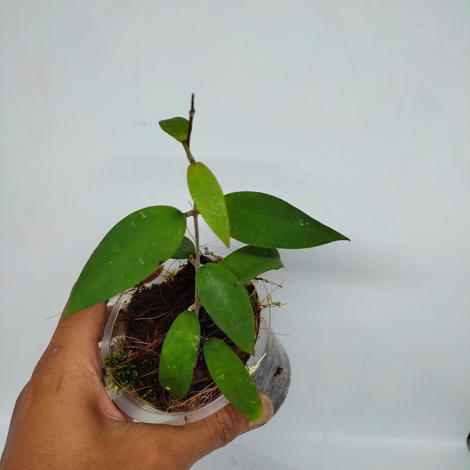 Real Pict Hoya Padangensis Rare Plant