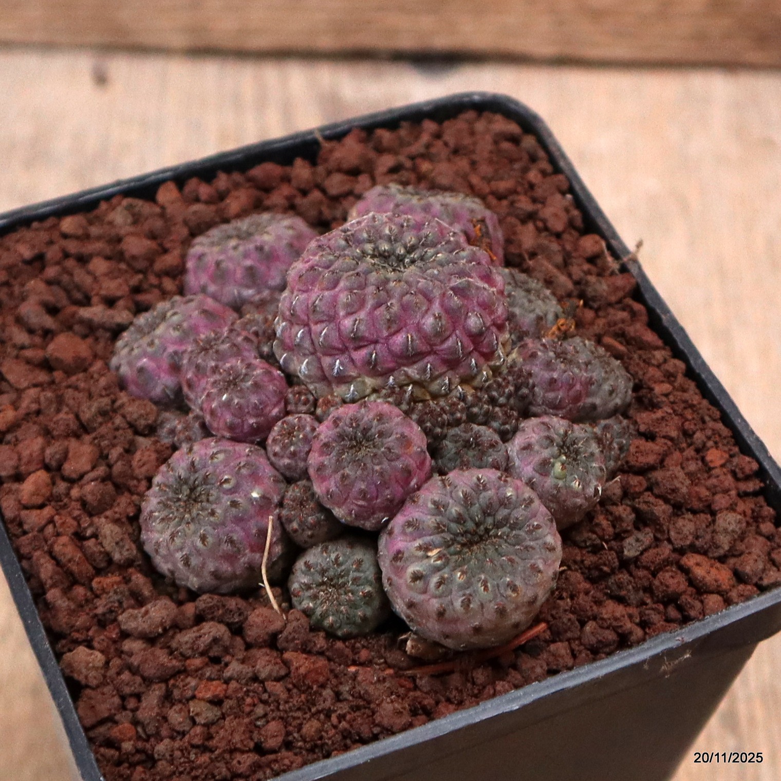 D7472 SULCOREBUTIA RAUSCHII VIOLACIDERMIS pot10-H5-W9 cm MaMa Cactus