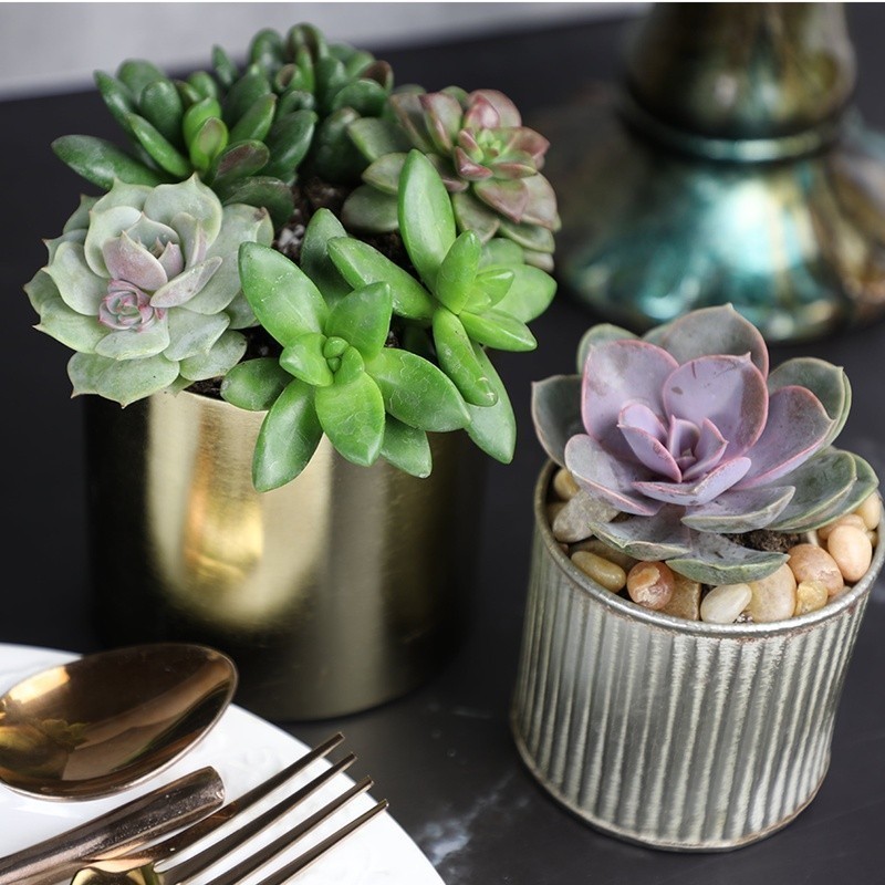 Multicolor Succulent Pack of 6 Live Indoor Plants Easy Care Home Decor New