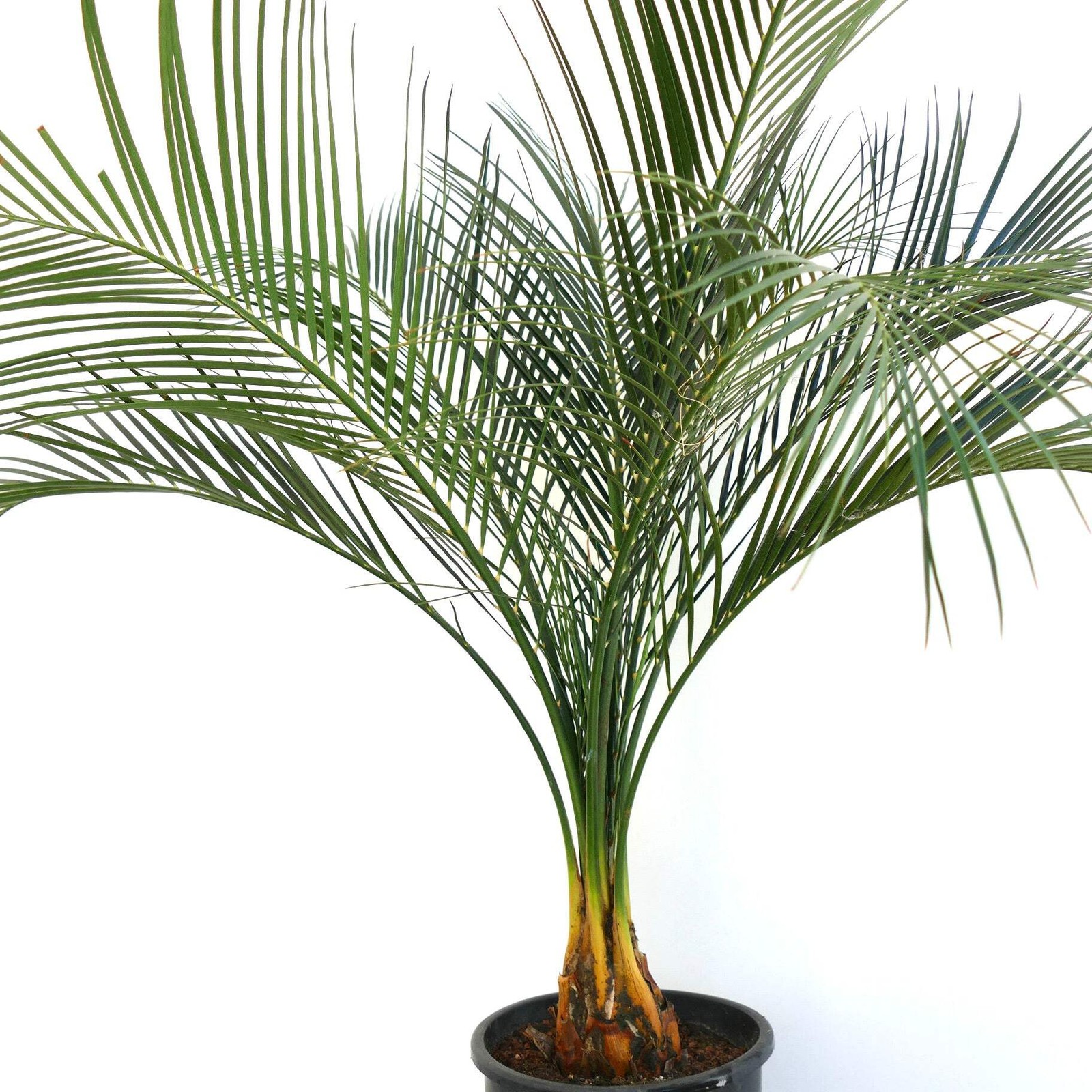 Macrozamia mountperriensis 7cm caudex diameter – Mount Perry cycad | Macrozamia