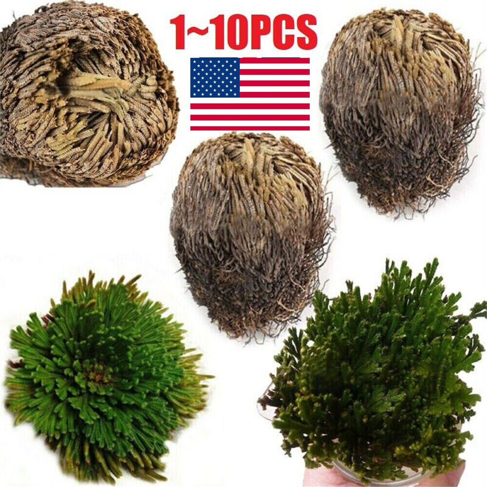 1-10*Resurrection Rose Of Jericho Live Magic Plant Dinosaur Air Fern Spikes Moss