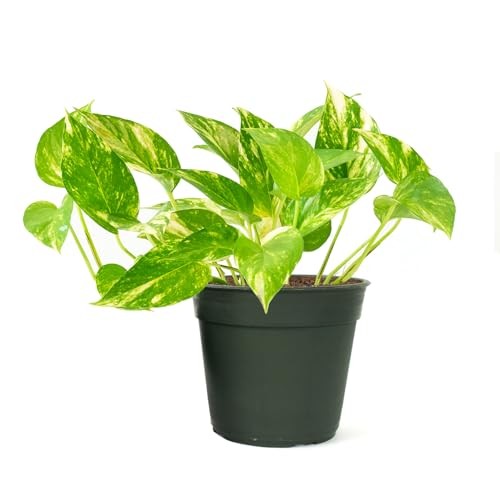 Pothos Pot – Easy-Care Trailing Houseplant, Air-Purifying Vine 4-Inch Golden