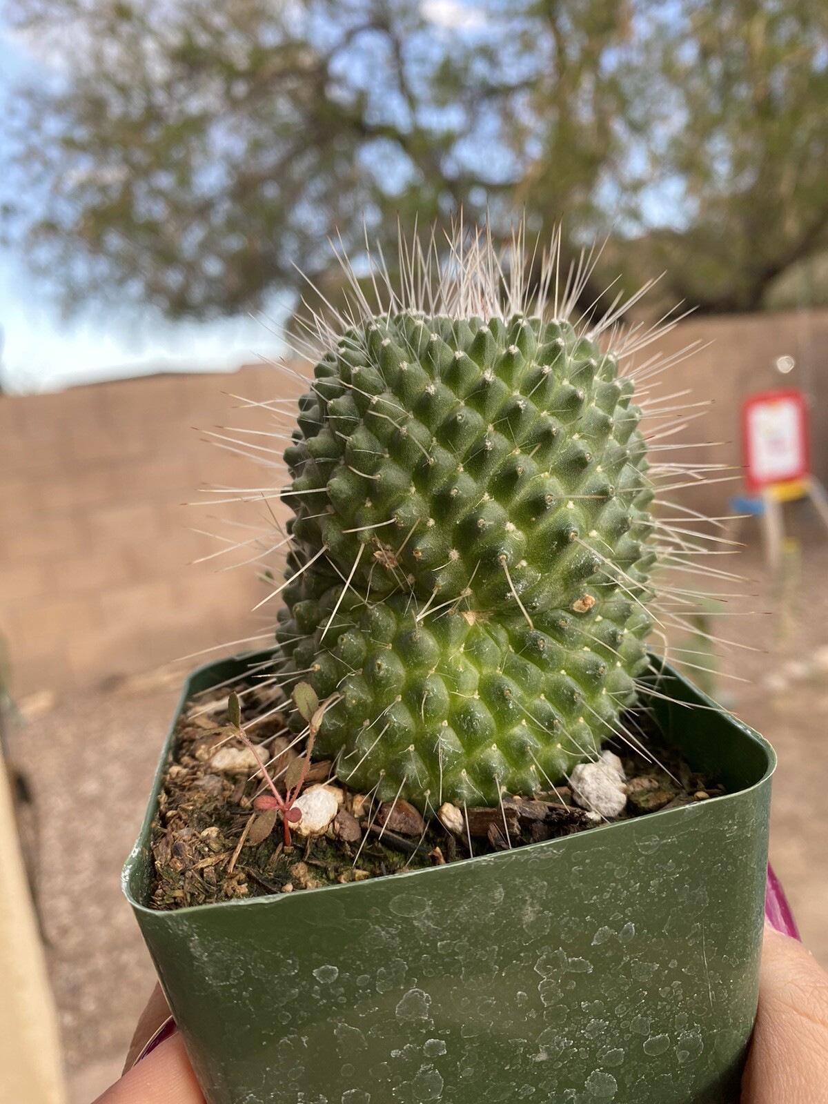 MAMMILLARIA SPINOSISSIMA UNPICO CRESTED