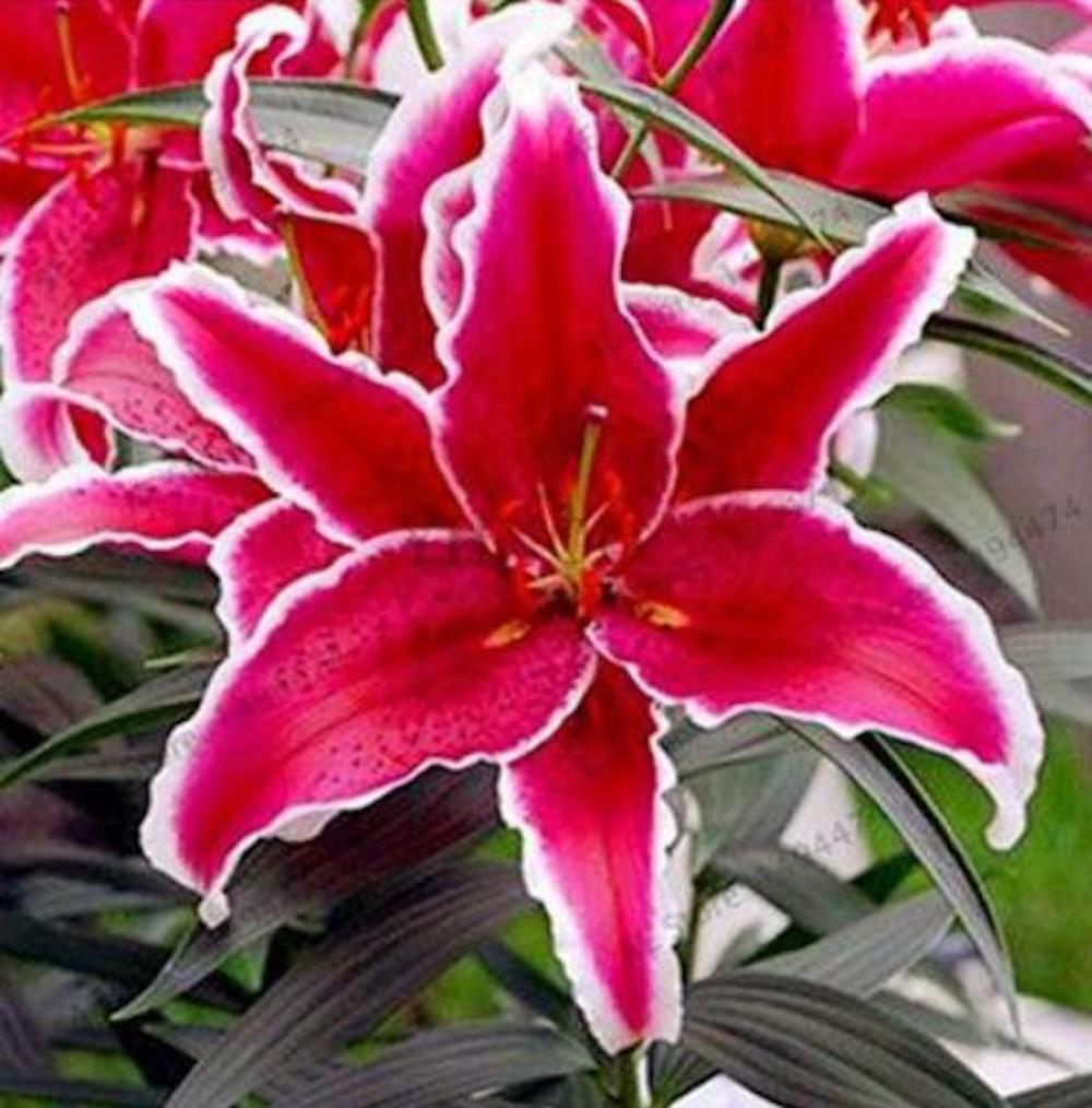 (10) LILY SEEDS rare exotic flower bloom home garden USA SELLER W/TRACKING