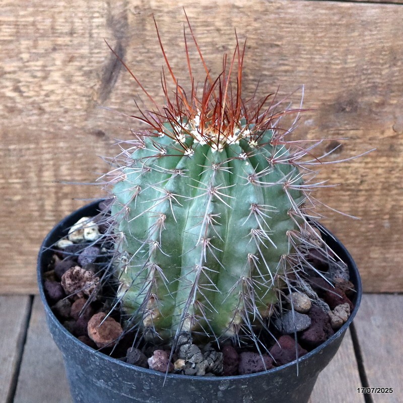 D5350 MELOCACTUS ERNESTII pot18-H14-W11 cm MaMa Cactus