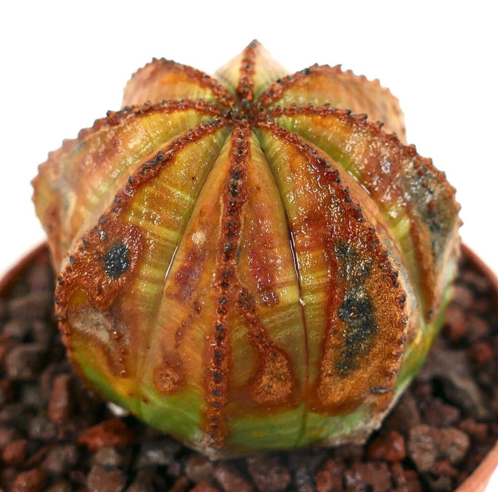 Euphorbia obesa UNUSUAL MARKS SS33 – Baseball plant | Basketball plant