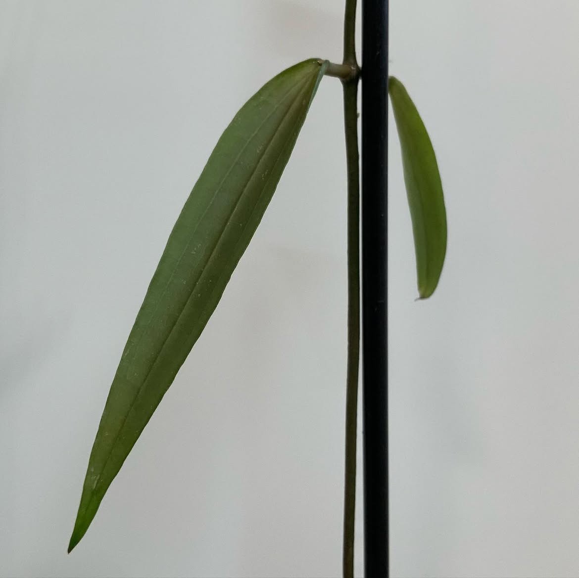 Hoya Rindu Raflesia Rare Tropical Wax Plant