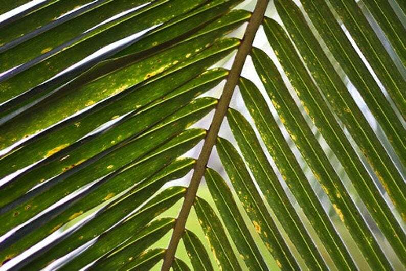 Real Coconut Leaf Sticks for Decorations Dried Sticks free shipping 100% organic