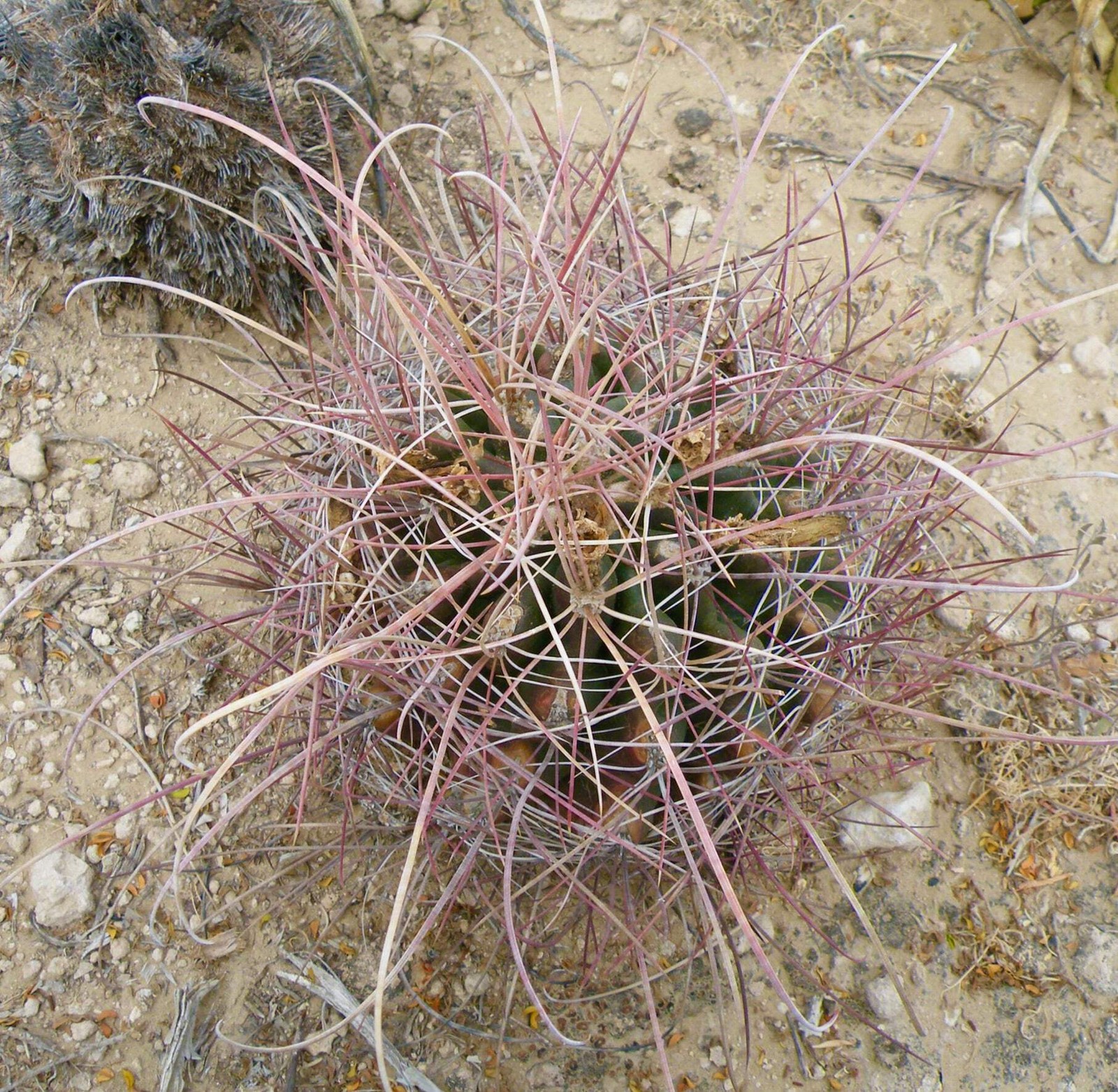 Ferocactus hamatacanthus (North of Piedra Blanca) – Turk’s Head Cactus | Long-sp