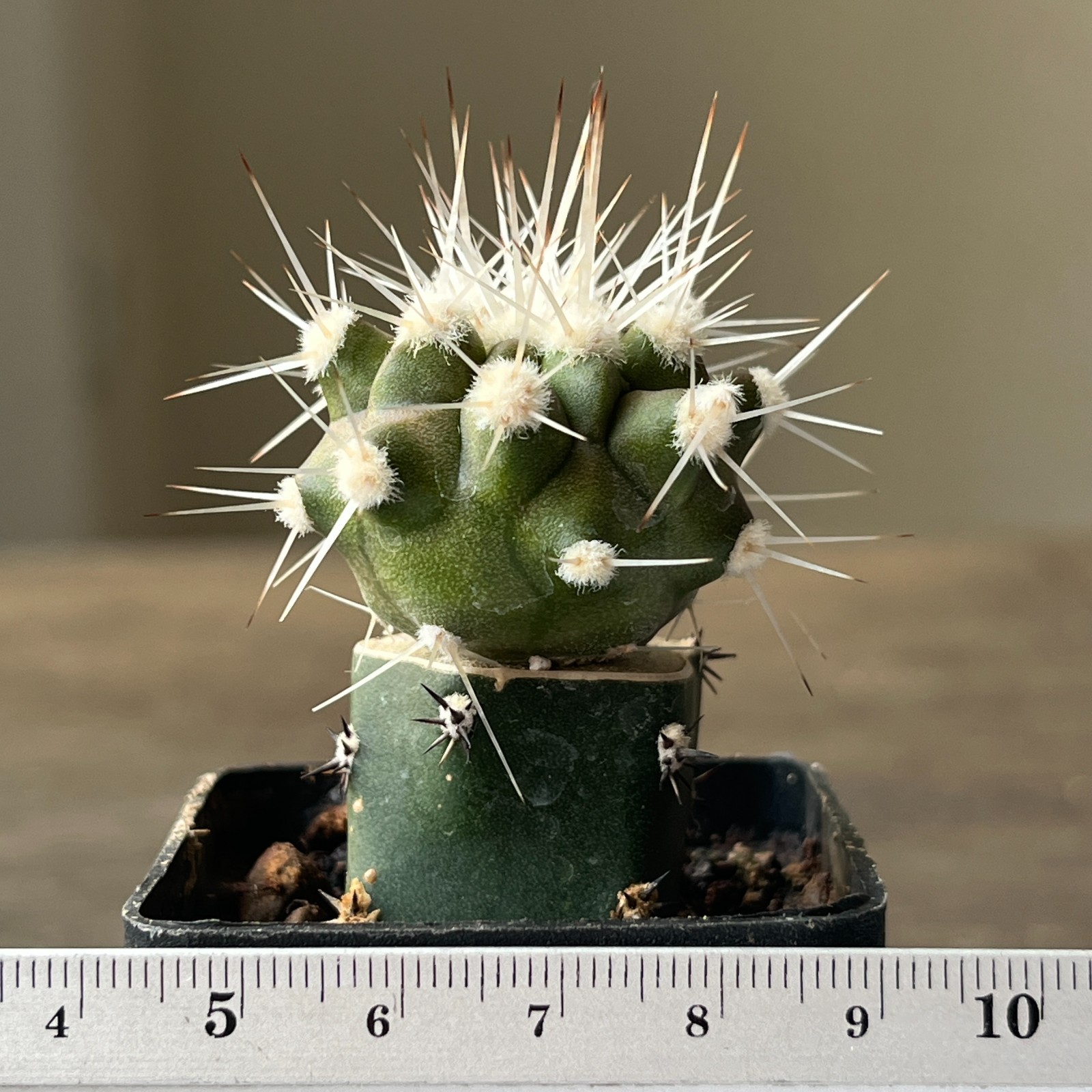 A54-36 Copiapoa cinerea v. albispina, grafted