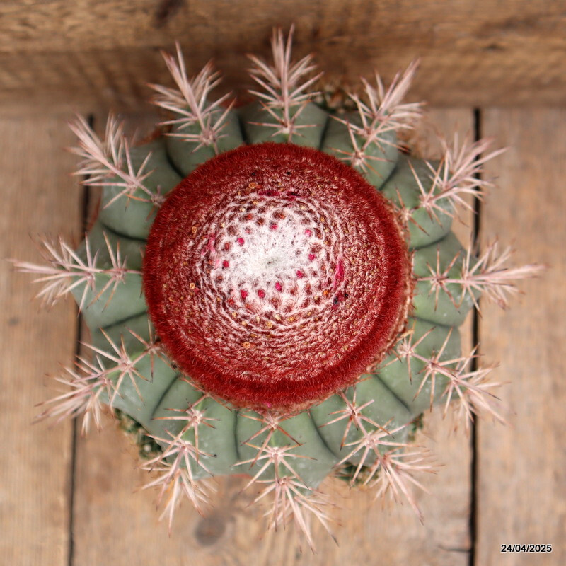 M100 MELOCACTUS CONCINNUS VERY OLD pot17-H19-W21 cm MaMa Cactus