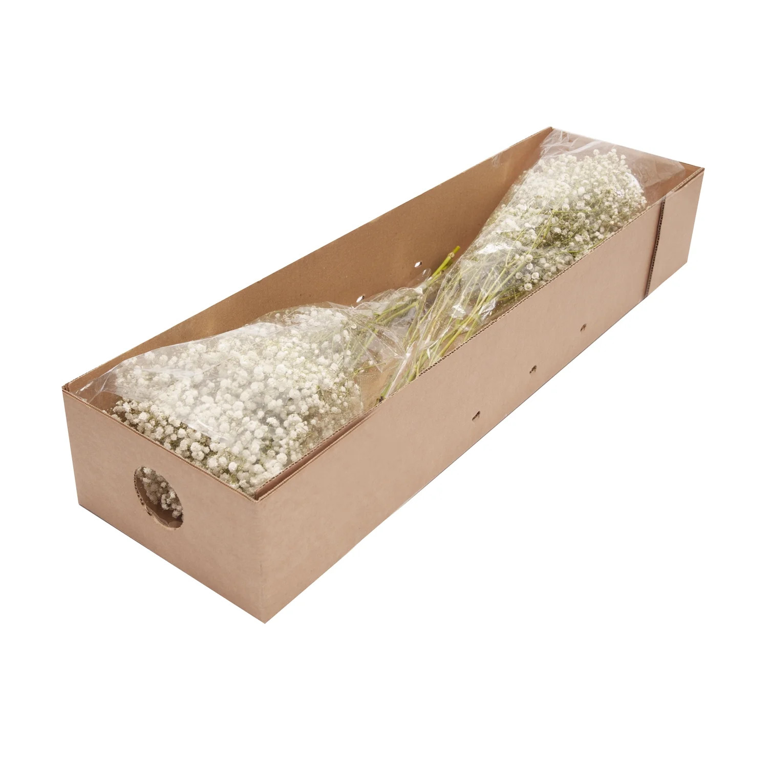 Baby’s Breath – Fresh Cut Flowers – 5 Bunches – White – by Bloomingmore