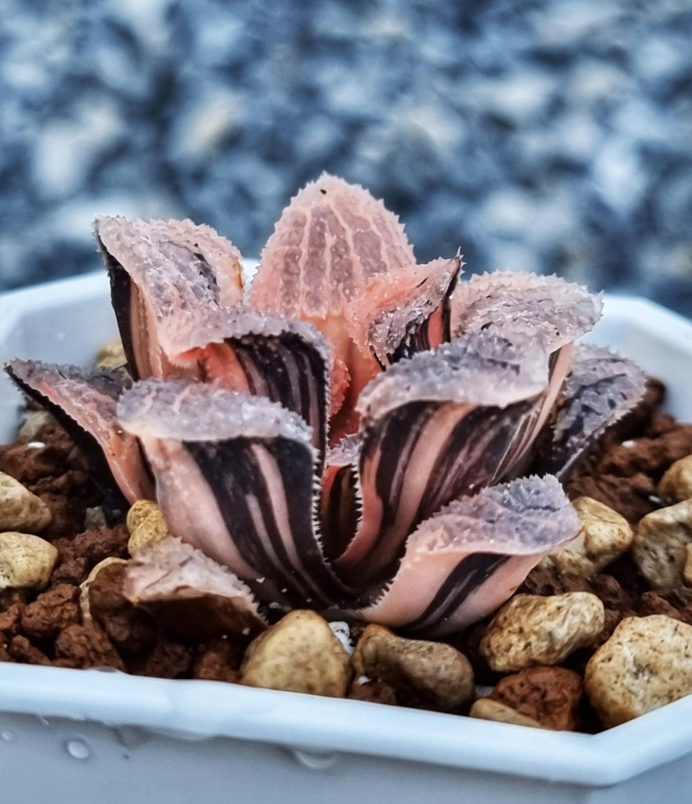 ็Haworthia Yoroi Variegate Rare Live Plant_Succulents_EU Seller