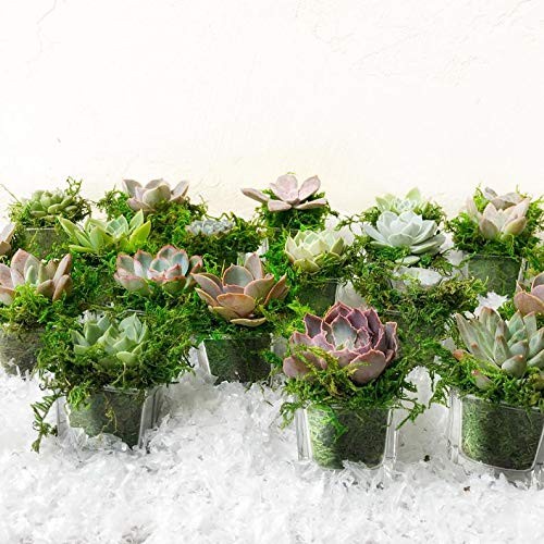 Artificial Moss Fake Green Grass Centerpieces Home Kitchen Garden 3.5 Oz