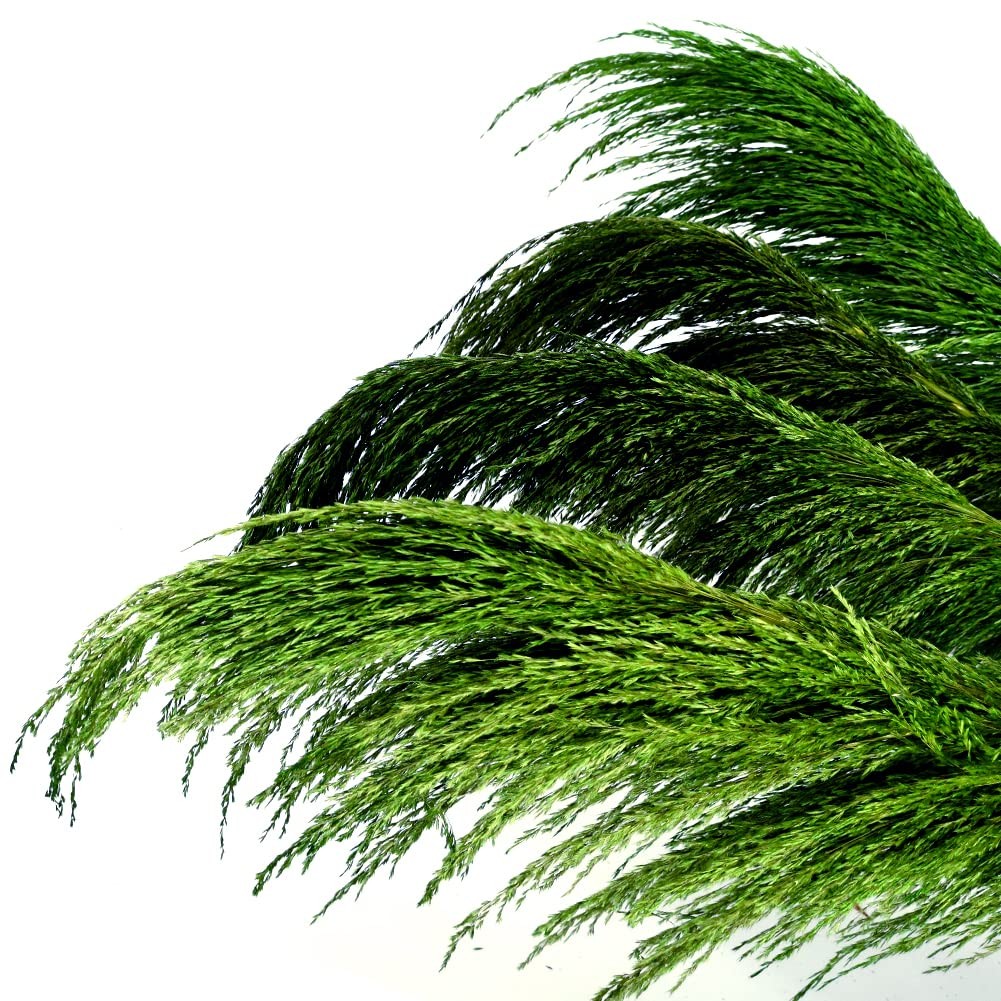 Green Pampas Grass Tall 8pcs 31.5″ Natural Colorful Pompas floral with Dried …