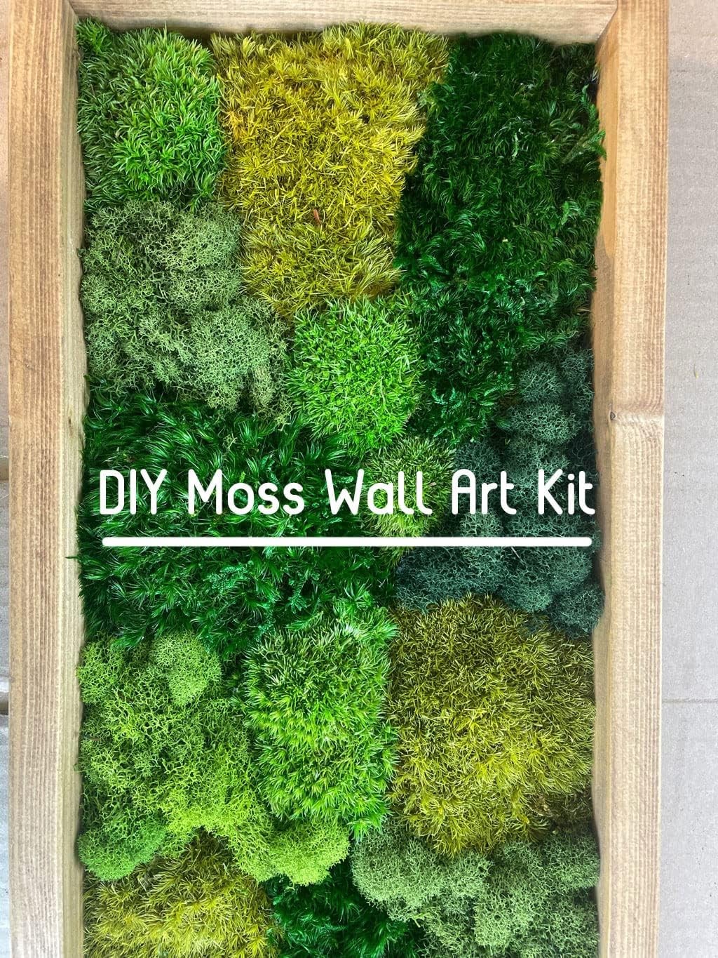 Real Natural Preserved Pole Moss Pillow Bun Cushion Green Decorative 1.5 Sq Ft