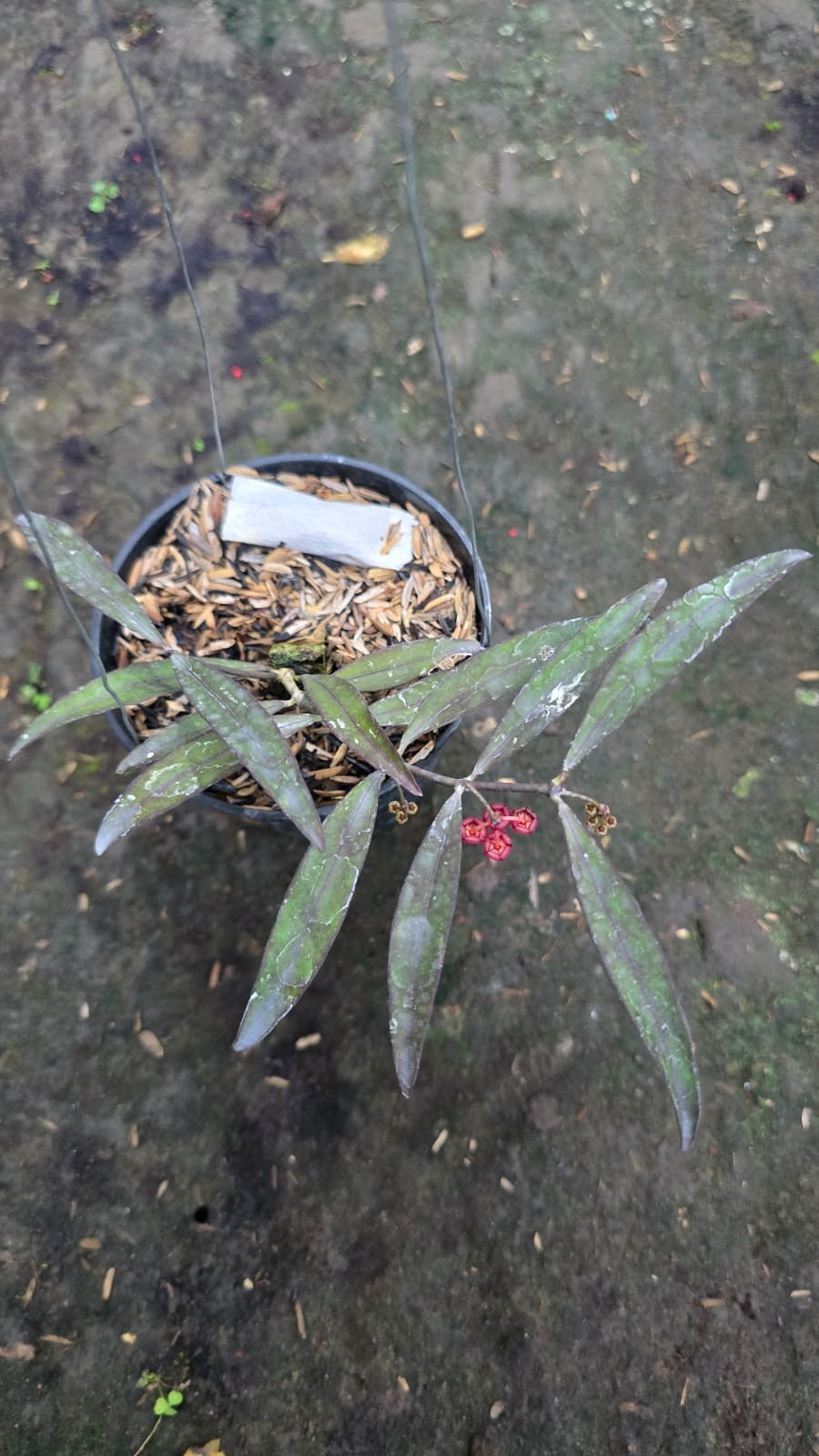 Hoya Sidikalang Sp Aceh Red Leaves Real Picture