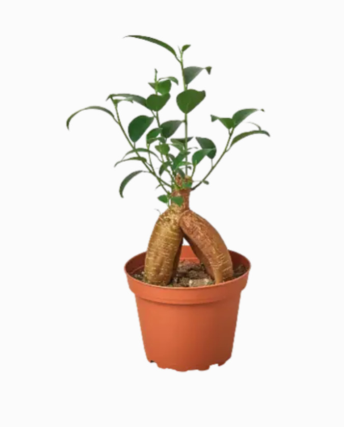 Ficus Ginseng 4-inch