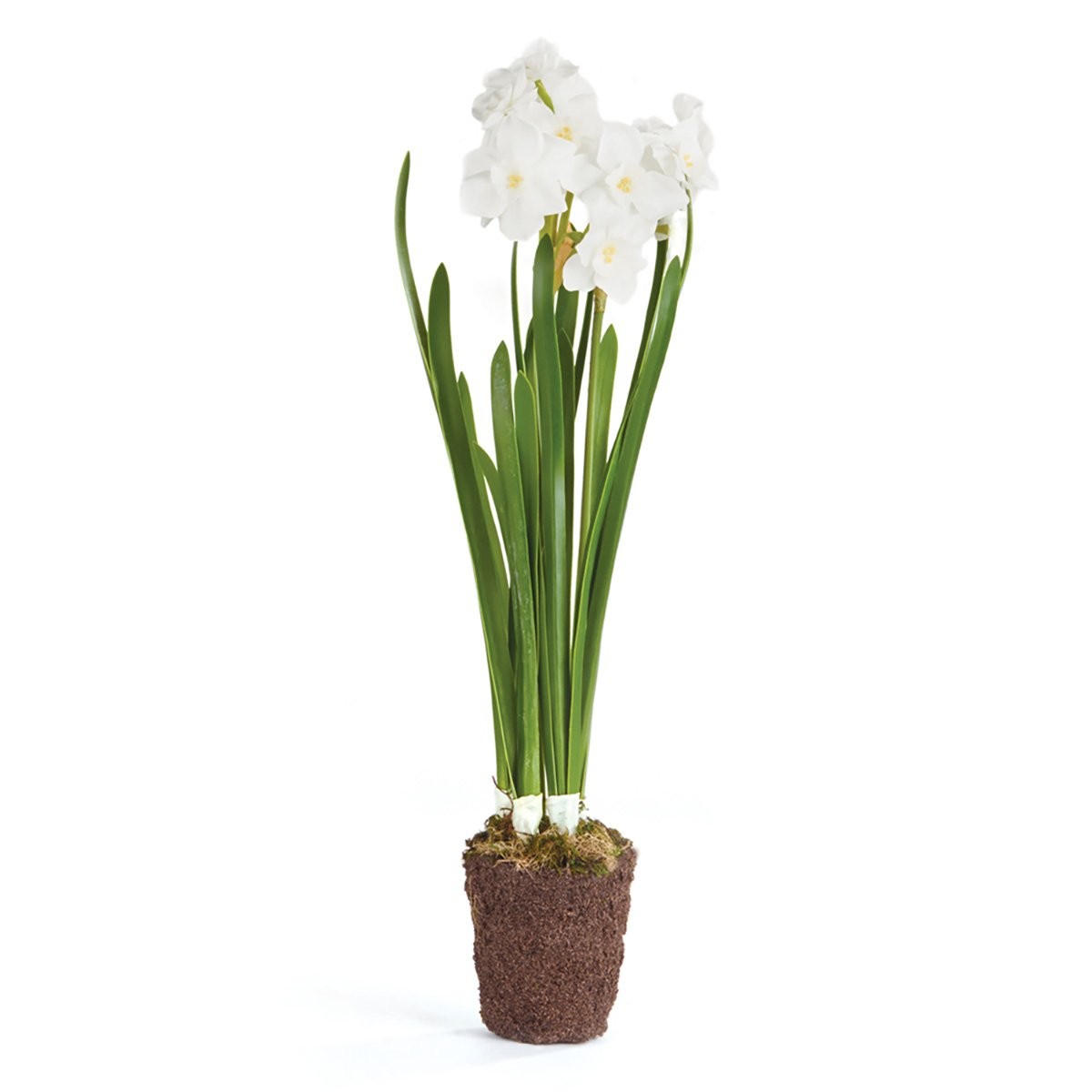 Conservatory Paperwhite Drop-in 17-INCH
