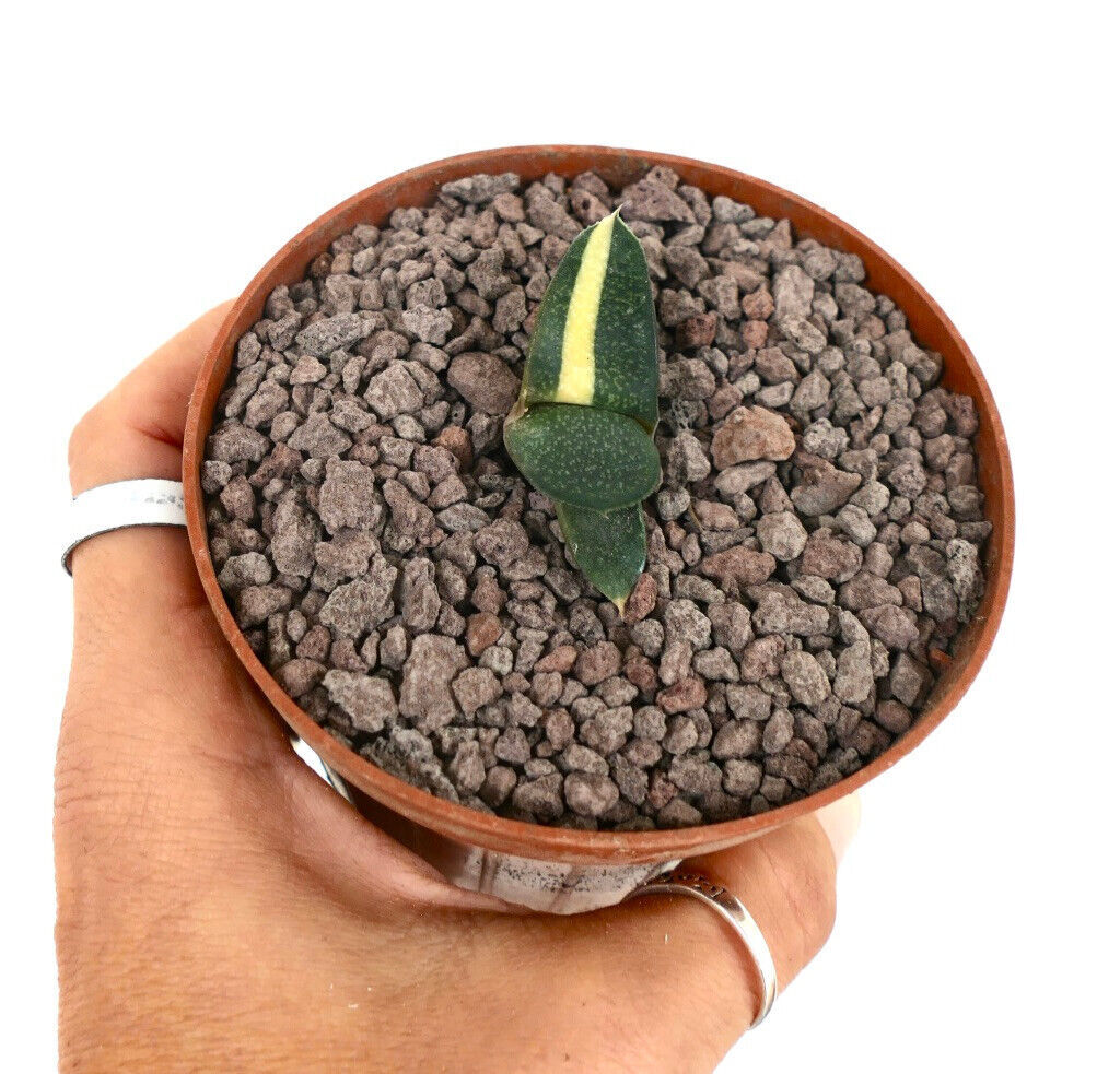 Gasteria armstrongii cv ZEUS VARIEGATED L43 –