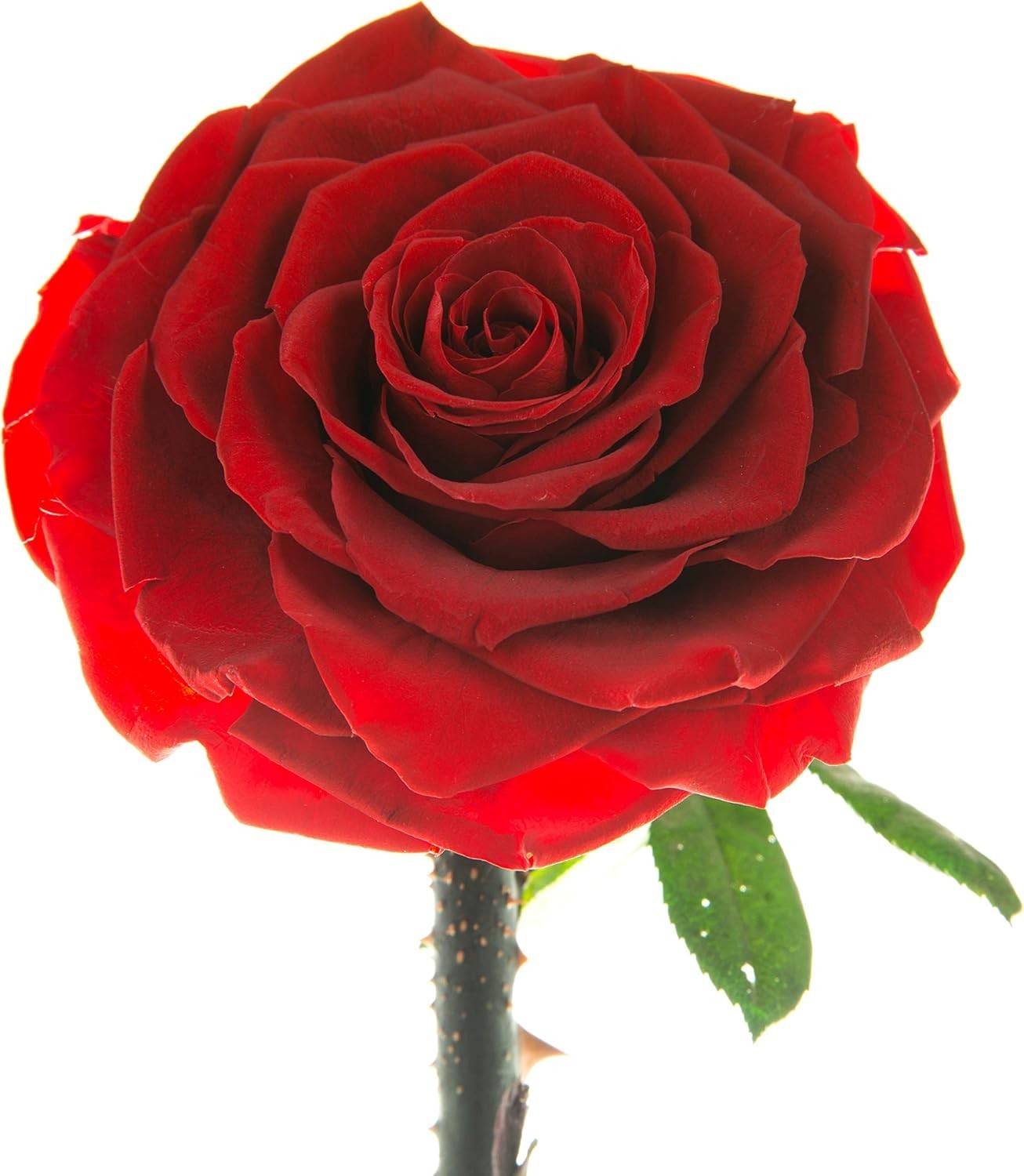 Forever Rose in Glass Dome – Beauty and the Beast Rose