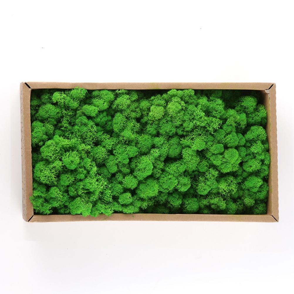New Preserved Decorative Moss Natural New Preserved Moss For Home Decoration US