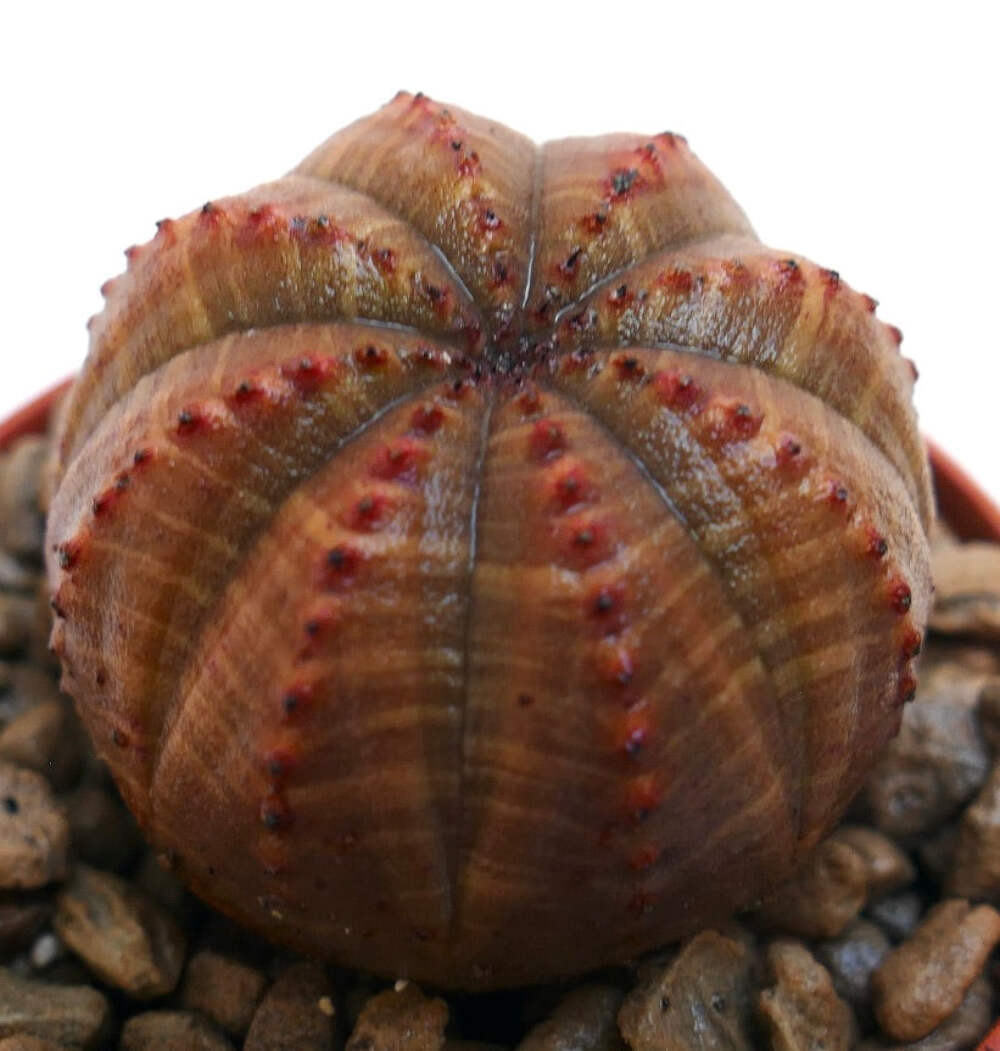 Euphorbia obesa SELECTED 86W – Baseball plant | Ball euphorbia