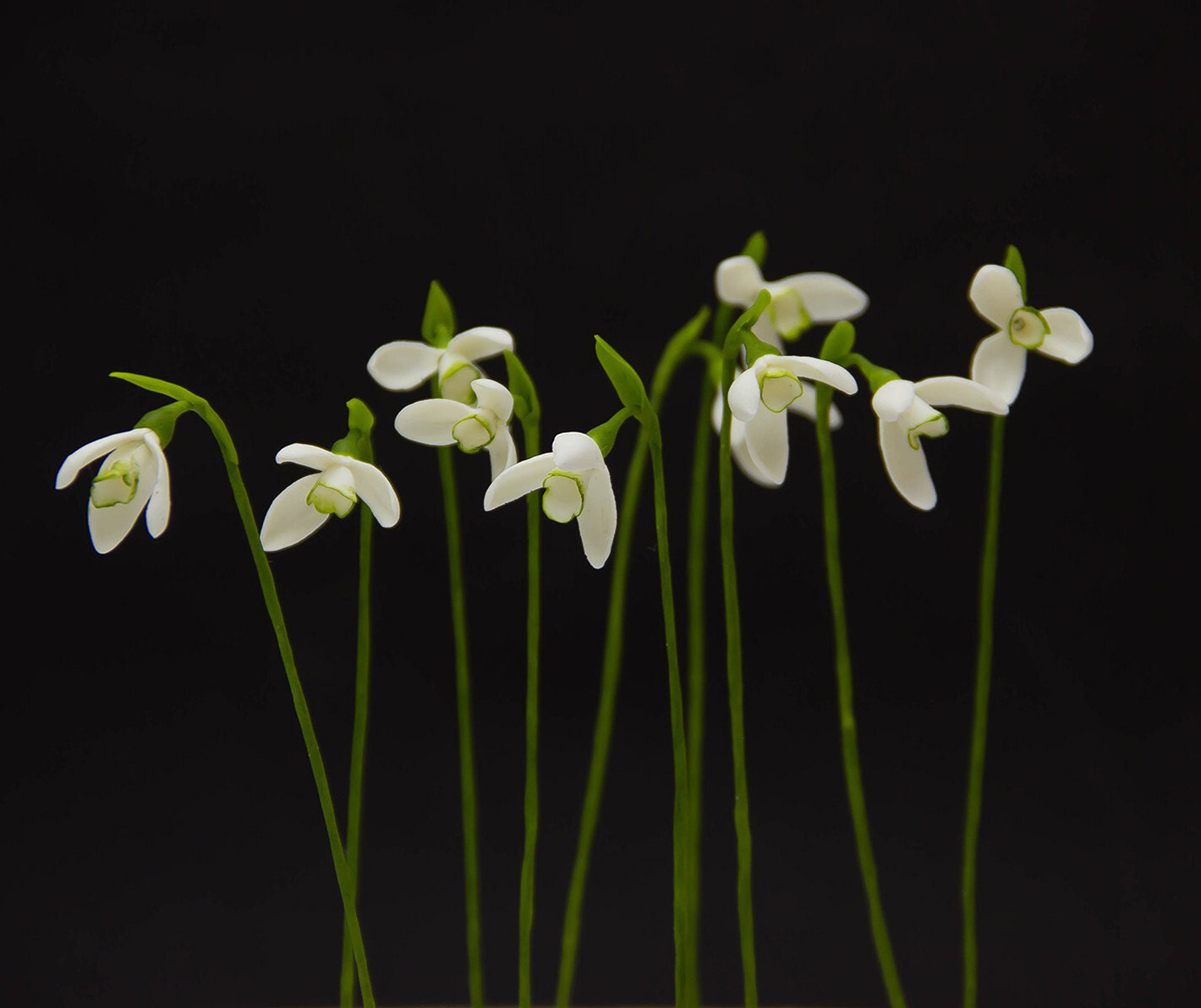 10pcs Snowdrop Flowers Polymer Clay Handmade Flowers Bridal Bouquet Wedding