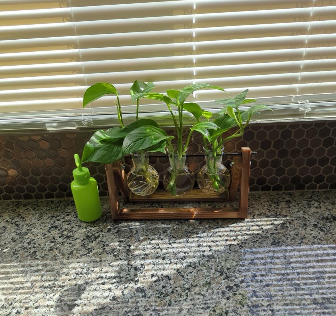 Plant Terrarium with Wooden Stand Air Planter Bulb Glass Vase Metal Swivel