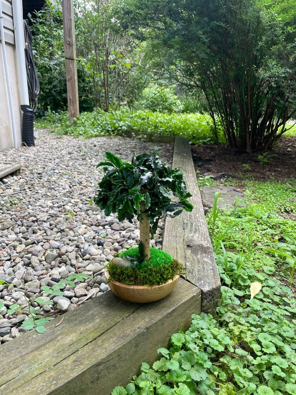 Handmade Preserved Bonsai Tree Pittosporum Stabilized Natural Indoor Home Decor
