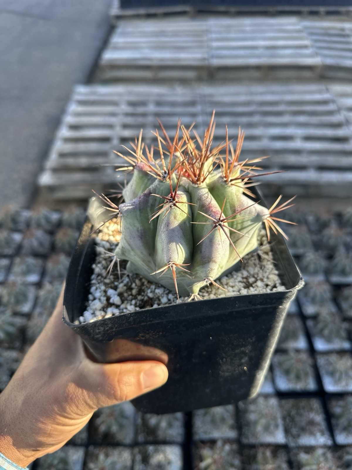 Echinocactus ingens var. grandis 6”
