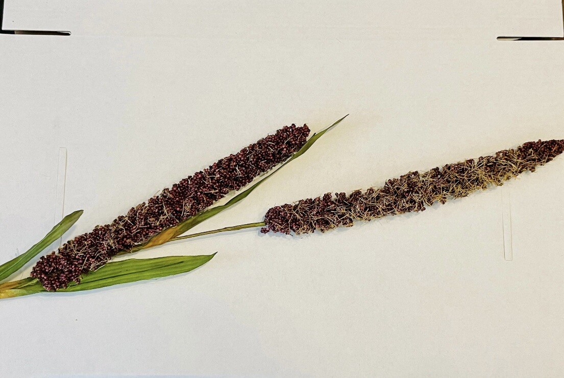 Burgundy Millet Stem, Bundle Of 3, NEW