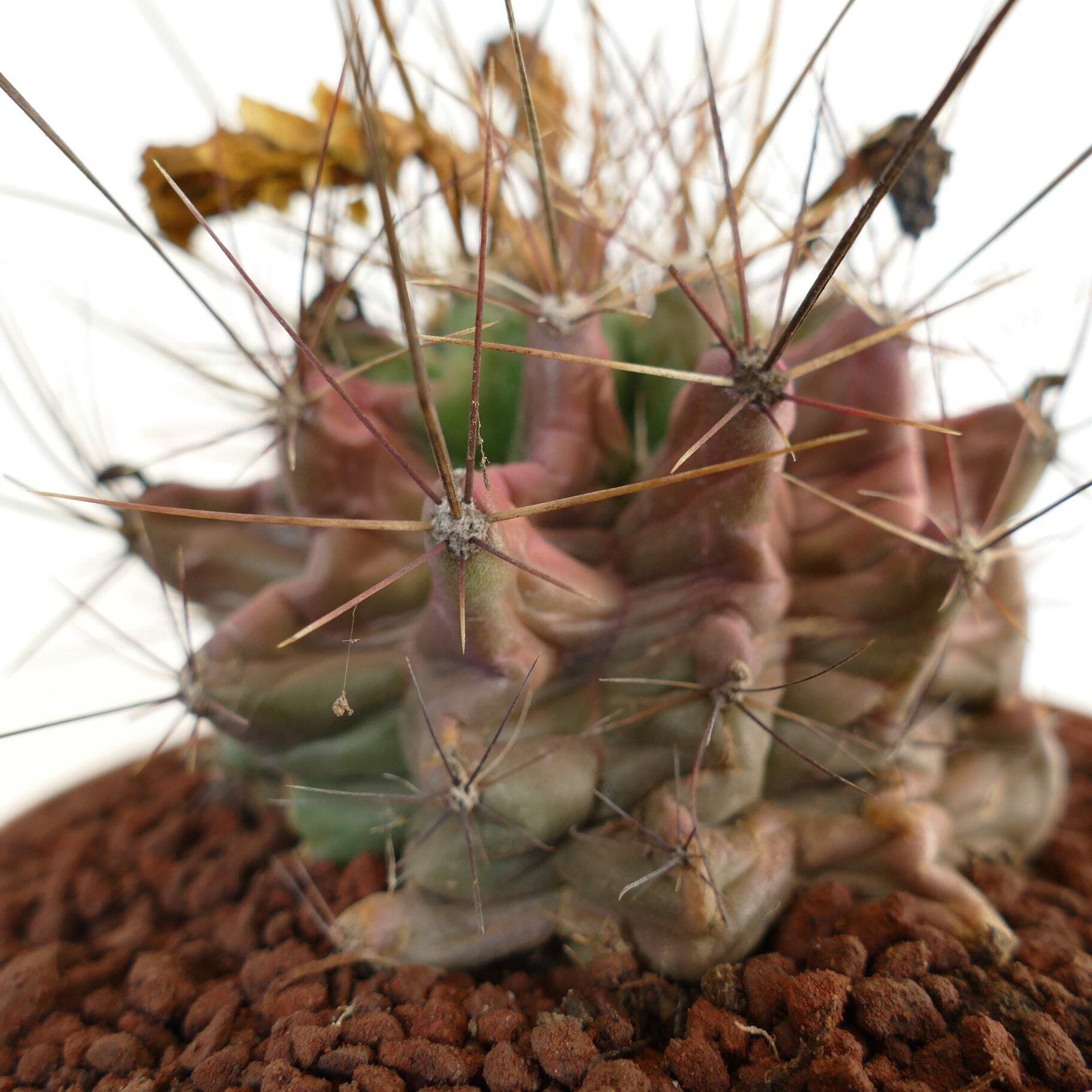Ferocactus hamatacanthus UNUSUAL RIBS FORMS – Texas barrel cactus | Hooked barre
