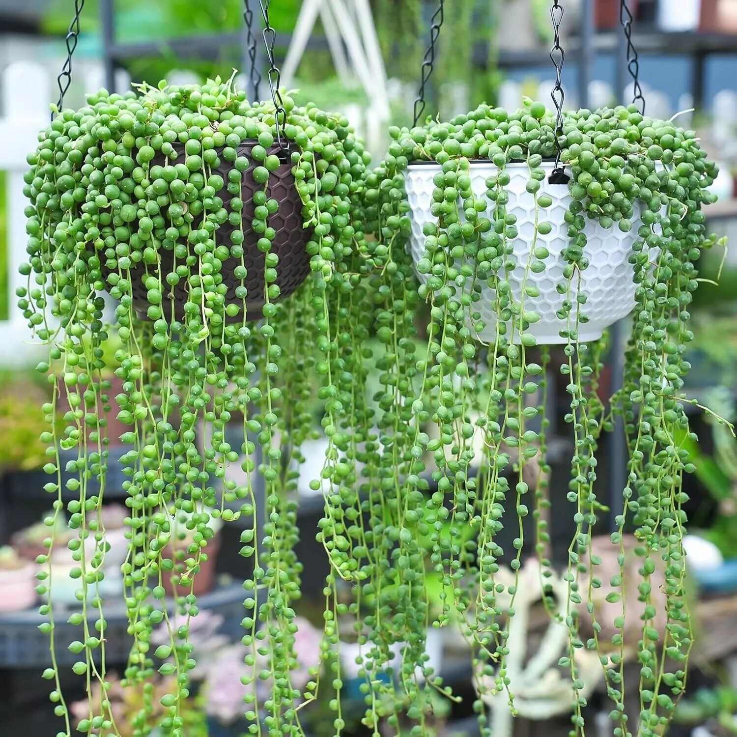 Live Succulent String of Pearls Live Plant Fully Rooted in 4″ Pot with Soil