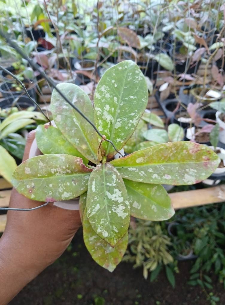 Real Picture Hoya Buntokensis Splash Rare Plant