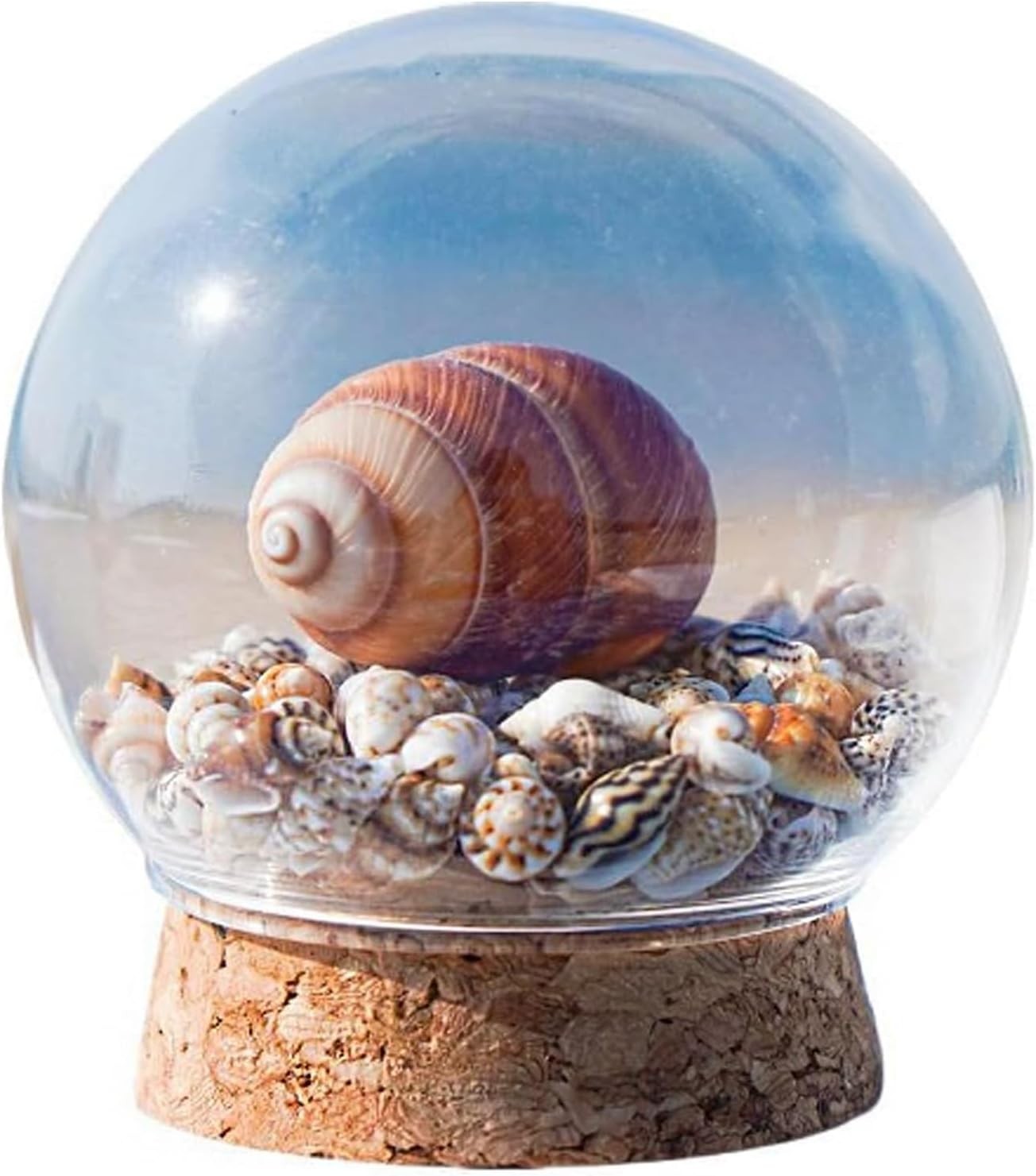 About 1000pcs Small Natural Sea Shells 1-2cm, Mixed Tiny Spiral Conch Shells Bul
