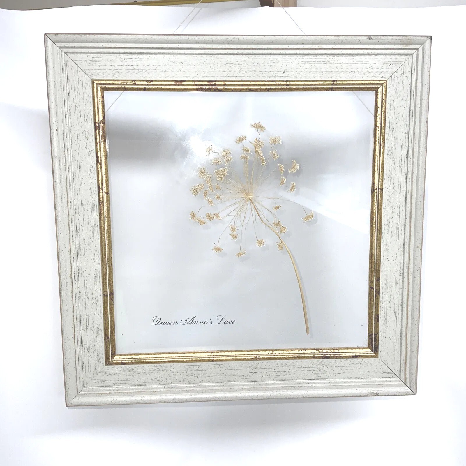 Framed Flower Queen Anne’s Lace Framed Window Bombay