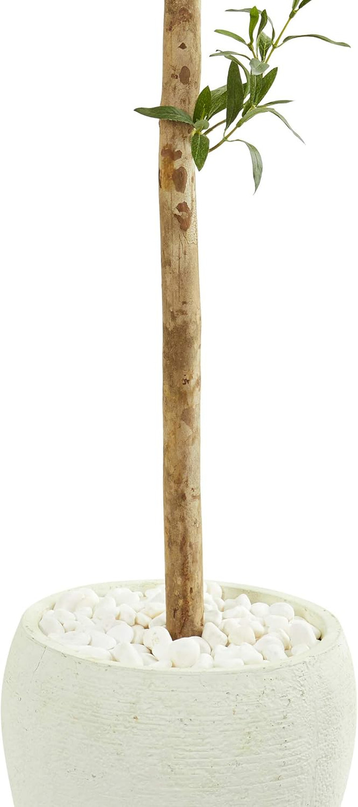 5Ft Olive Topiary Tree in Elegant White Planter – Perfect Home Decor