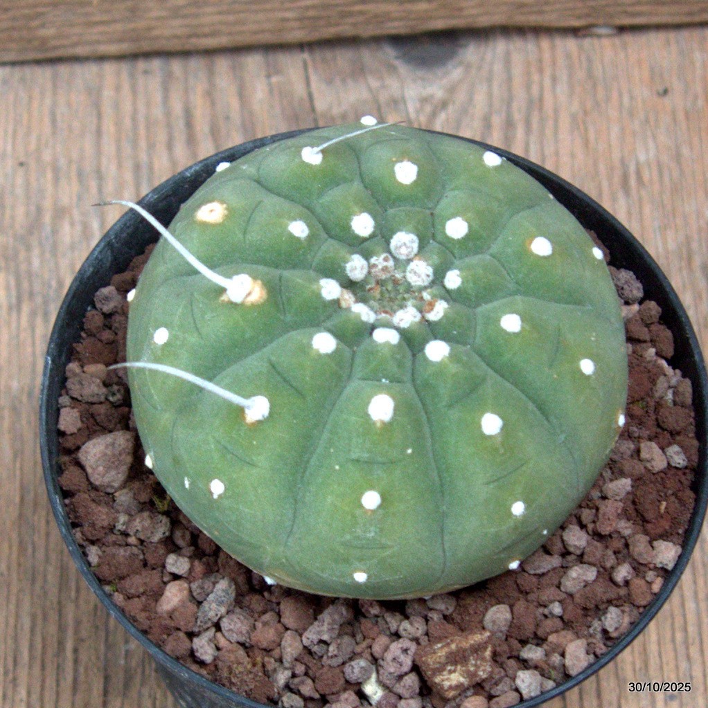 D7246 MATUCANA MADISONIORUM pot10-H6-W8 cm MaMa Cactus