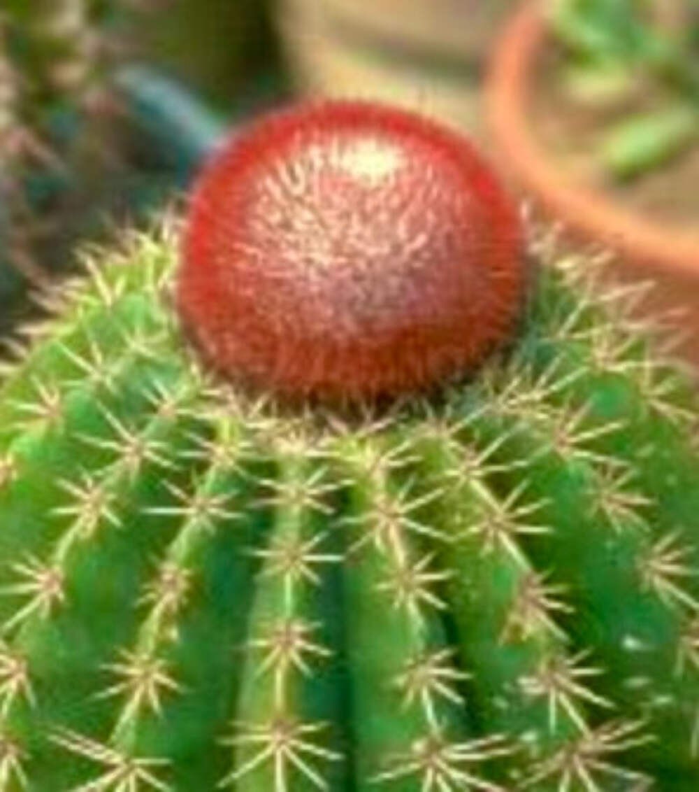Melocactus jansenianus KK543 SEEDS – Rare Cactus SEEDS