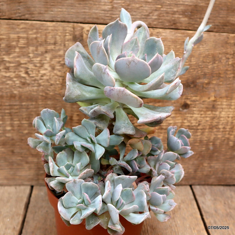 D3952 ECHEVERIA RUNYONII “TOPSY TURVY” pot14-H20-W22 cm MaMa Cactus