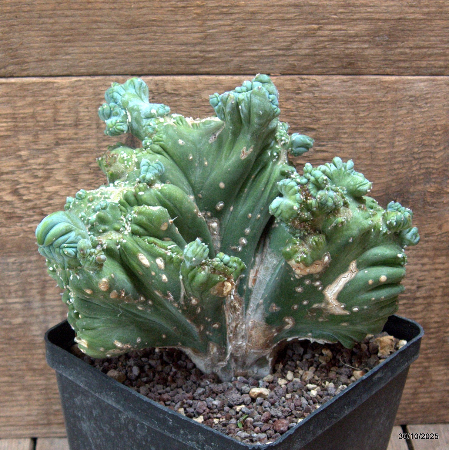 D7238 MYRTILLOCACTUS GEOMETRIZANS CRESTED pot14-H17-W19 cm MaMa Cactus