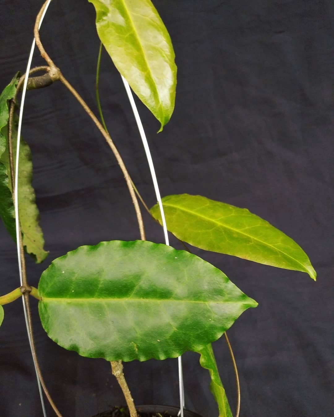 Hoya Versteegii Sp Papua Rare Tropical Wax Plant