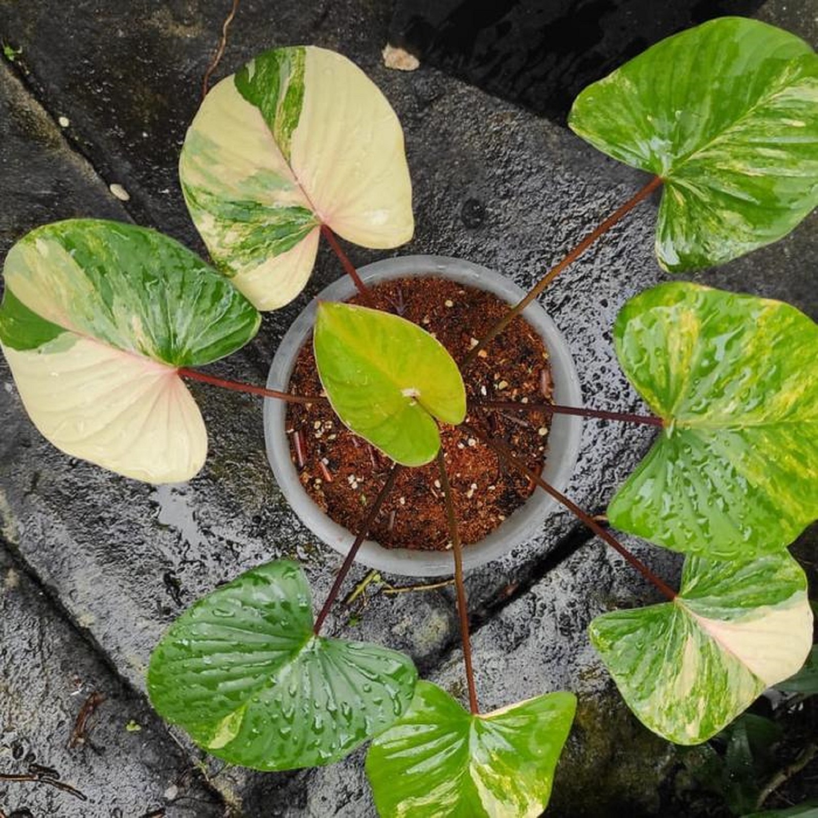 Homalomena Rubescens Variegated Rare Variegated Aroid Indoor Tropical