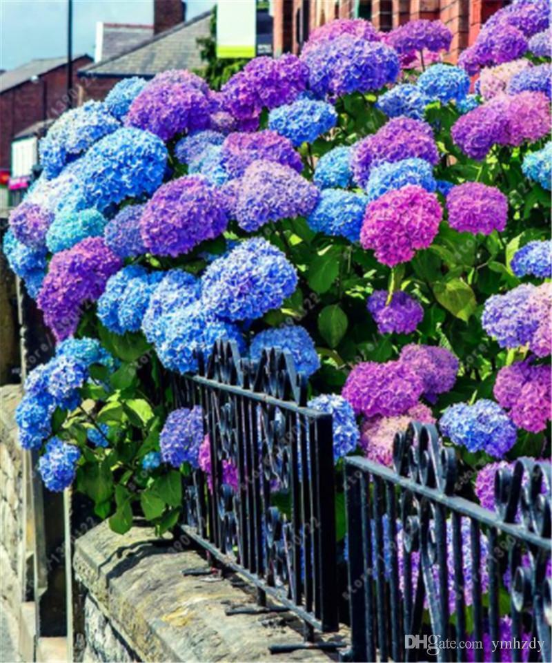 (10) HYDRANGEA SEEDS perennial flower garden bush plant USA SELLER W/TRACK
