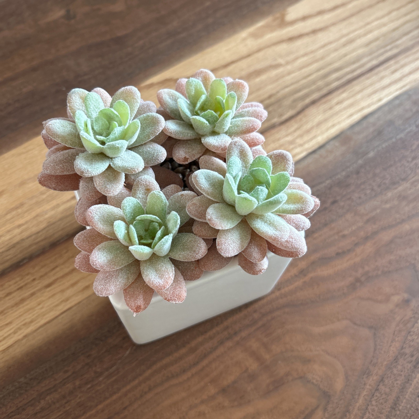 Faux Succulents Plants 4 Succulents in Pot for Home Bathroom Bed Gifting