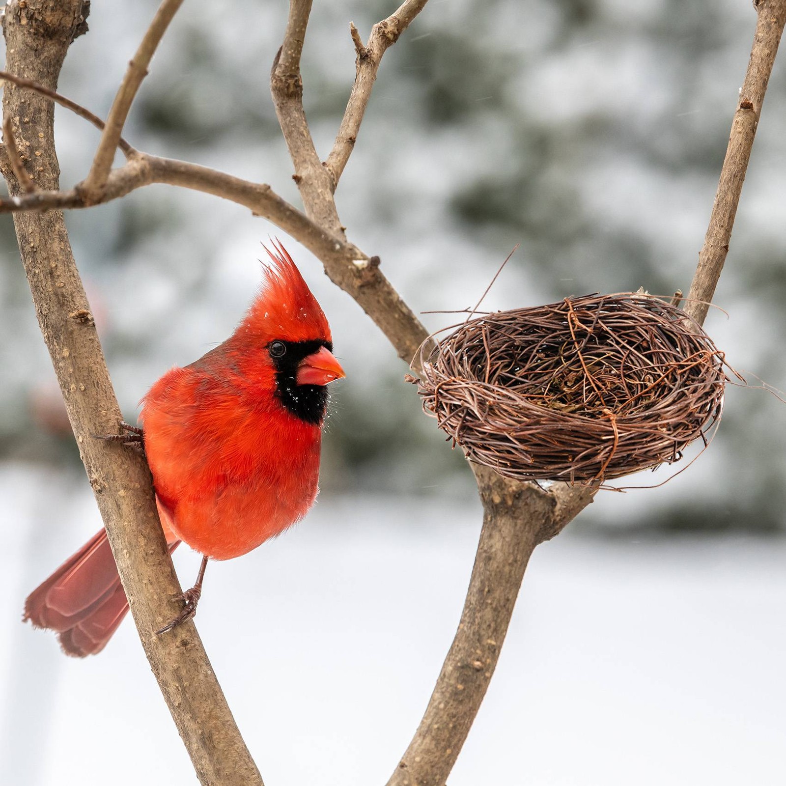 Handmade Vine Bird Nest Home Nature Craft Holiday for Photo Garden9794