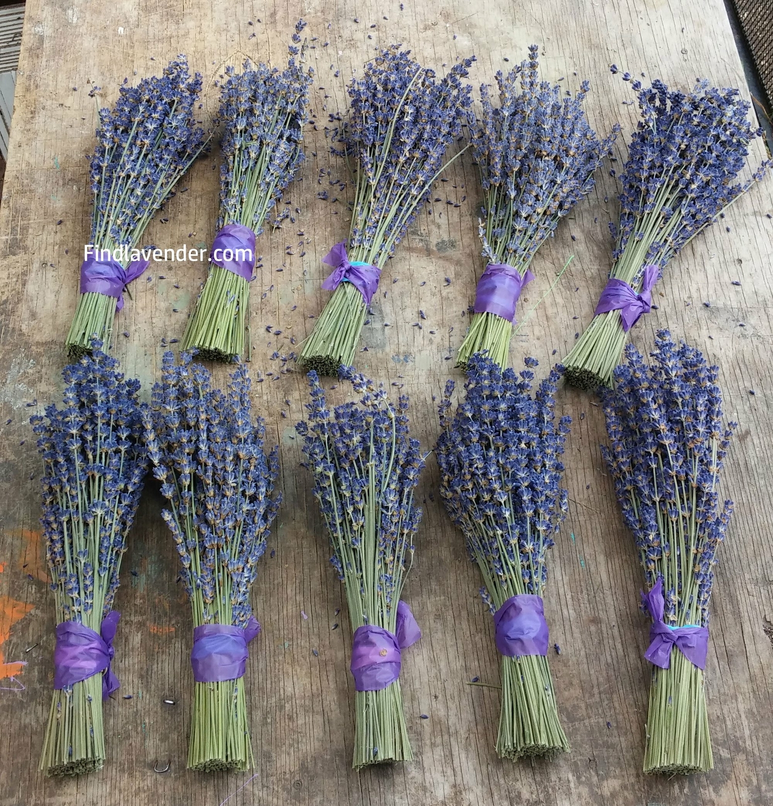 Lavender Small Dried Bundles 8″ to 10″ – Pack of 10