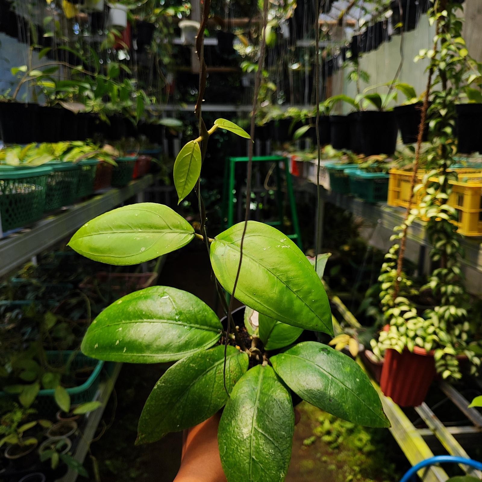 Hoya Sp Aceh Gomas Rare Plant